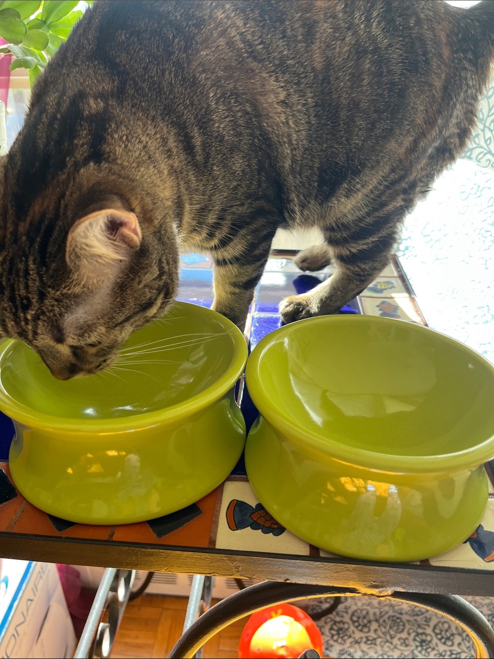 Etta International Raised Ceramic Dog/Cat Bowls, set of 2